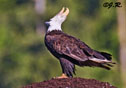 Haliaeetus leucocephalus